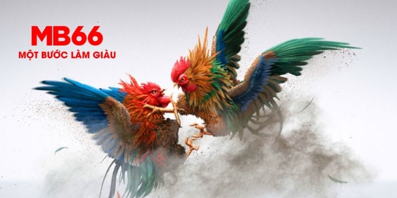 Giới thiệu đá gà MB66