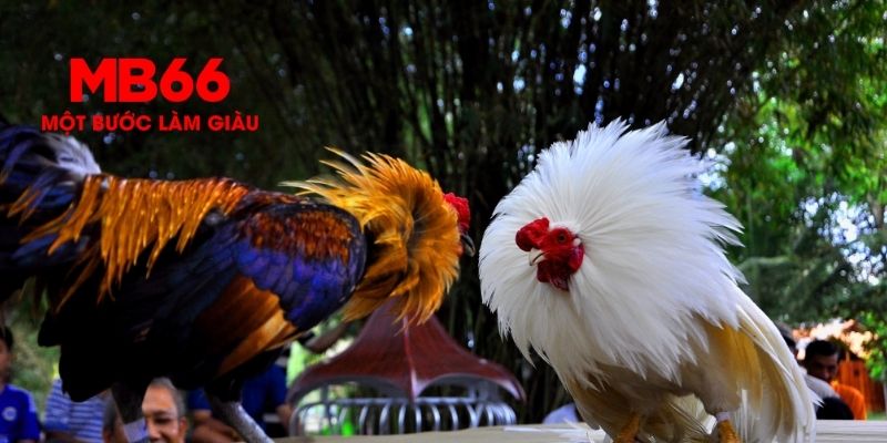 Hướng dẫn anh em tham gia đá gà MB66