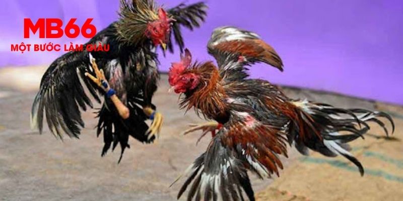Lưu ý và mẹo khi anh em chơi đá gà MB66